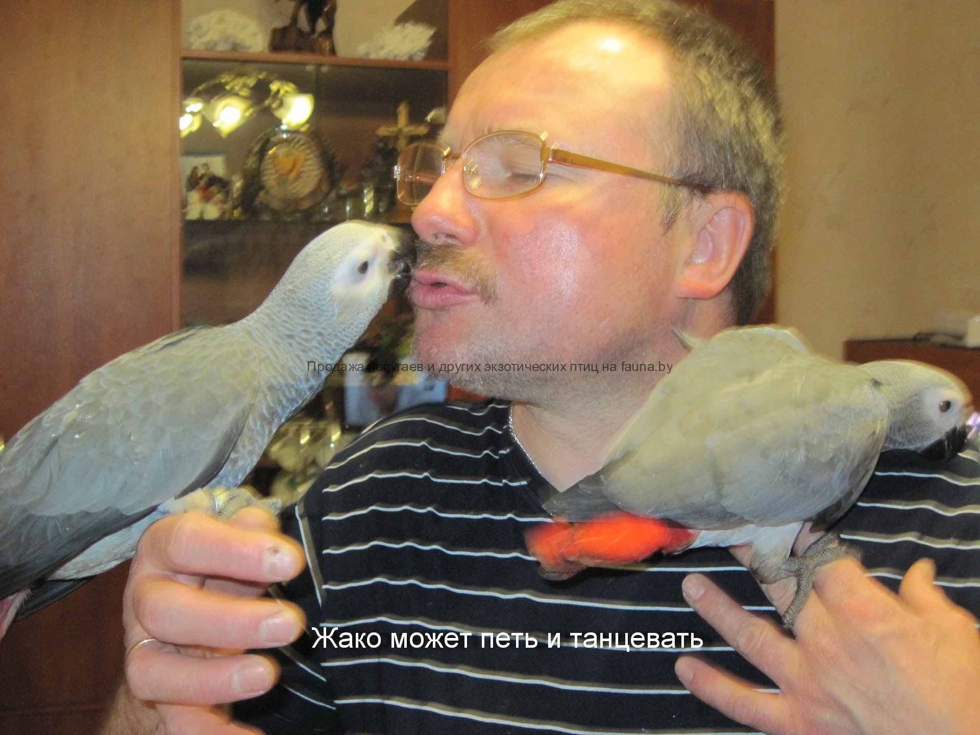 Где Купить Попугая В Нижнем Новгороде